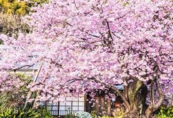 樱花最新爆料更新版本,版本更新揭秘，全新玩法等你来体验！