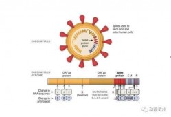 新冠病毒变异最新爆料,突变株肆虐，全球抗疫面临新挑战