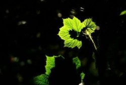 绿叶在线观看,探索自然之美，感受生命奇迹