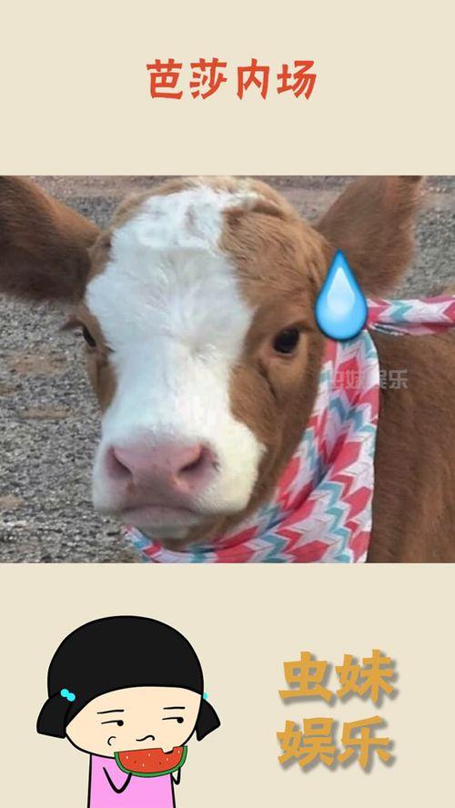 娱乐吃瓜酱抖音